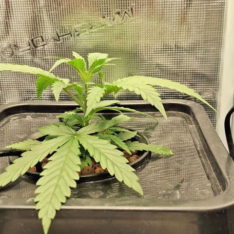 Blazedeyes 1 growlog timeline photo