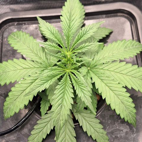 Blazedeyes 1 growlog timeline photo
