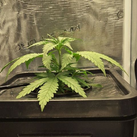 Blazedeyes 1 growlog timeline photo