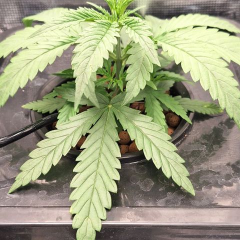 Blazedeyes 1 growlog timeline photo