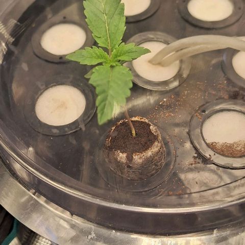 Blazedeyes 1 growlog timeline photo