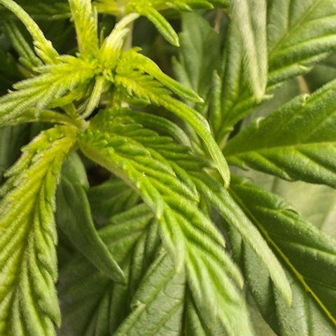 Blazedeyes 1 growlog timeline photo
