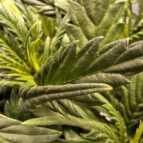 Blazedeyes 1 growlog timeline photo