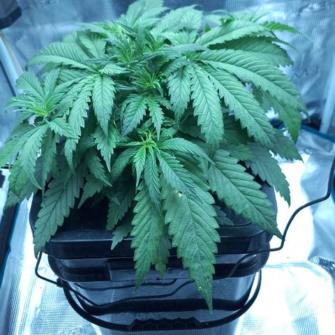 Blazedeyes 1 growlog timeline photo
