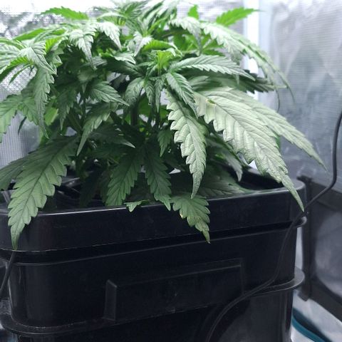 Blazedeyes 1 growlog timeline photo
