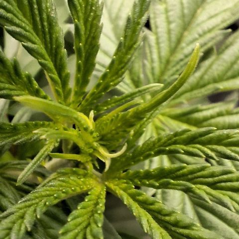 Blazedeyes 1 growlog timeline photo