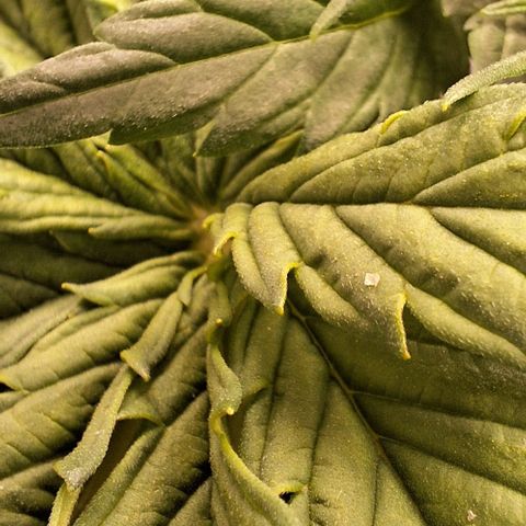 Blazedeyes 1 growlog timeline photo