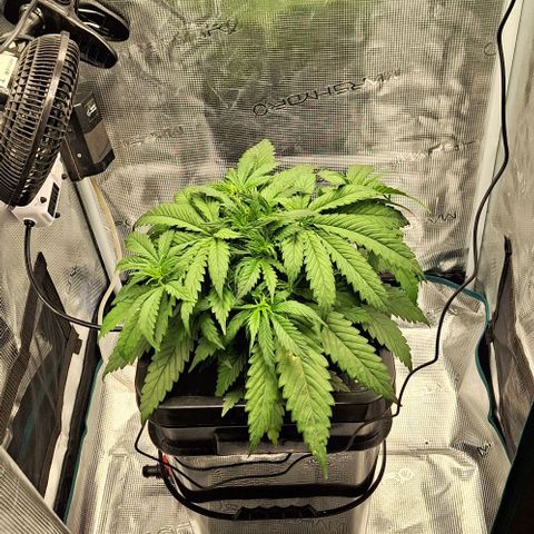 Blazedeyes 1 growlog timeline photo