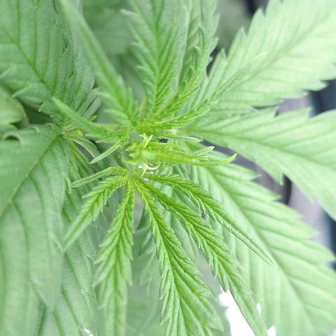 Blazedeyes 1 growlog timeline photo
