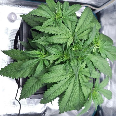 Blazedeyes 1 growlog timeline photo