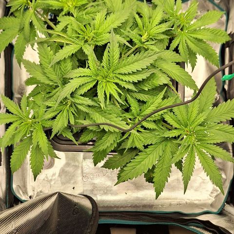 Blazedeyes 1 growlog timeline photo