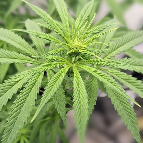 Blazedeyes 1 growlog timeline photo