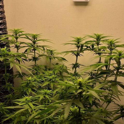 Blazedeyes 1 growlog timeline photo