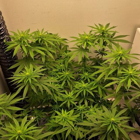 Blazedeyes 1 growlog timeline photo