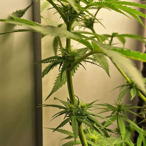 Blazedeyes 1 growlog timeline photo