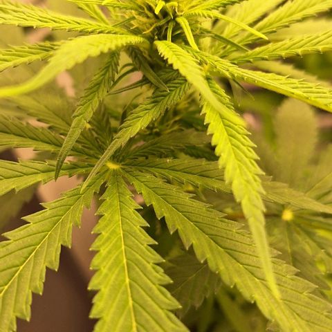 Blazedeyes 1 growlog timeline photo