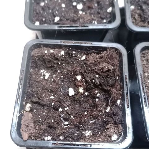Unknown Mist #1 growlog timeline photo
