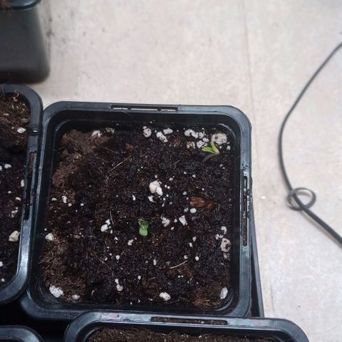 Royal Bluematic  growlog timeline photo