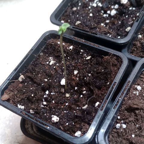 Unknown Mist #1 growlog timeline photo