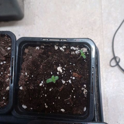 Royal Bluematic  growlog timeline photo