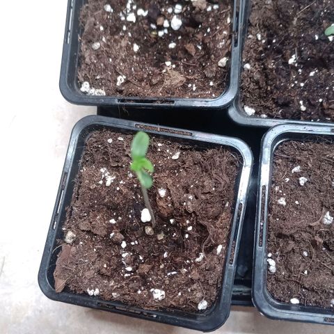 Unknown Mist #1 growlog timeline photo