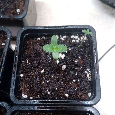 Royal Bluematic  growlog timeline photo