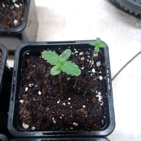 Royal Bluematic  growlog timeline photo