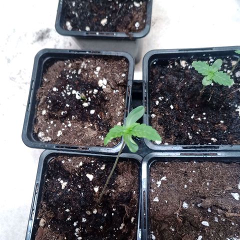 Unknown Mist #1 growlog timeline photo