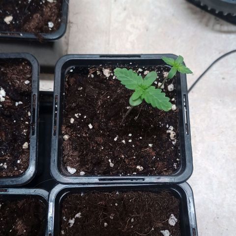 Royal Bluematic  growlog timeline photo