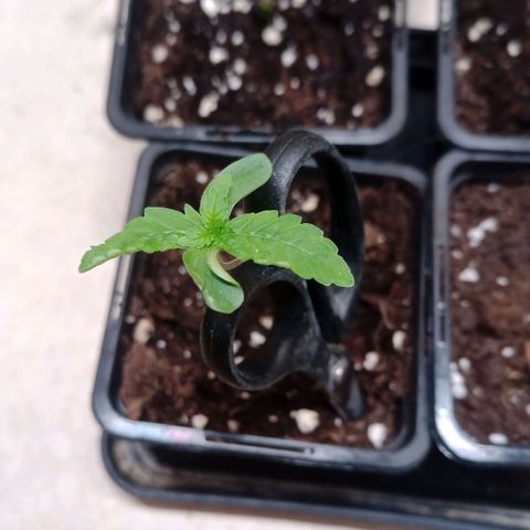 Unknown Mist #1 growlog timeline photo
