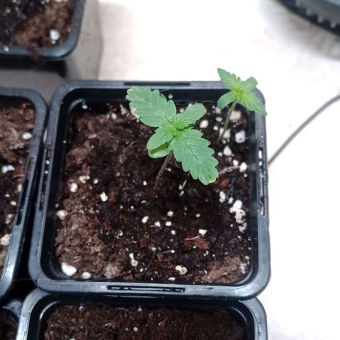 Royal Bluematic  growlog timeline photo