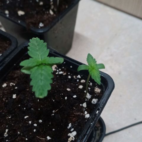 Royal Bluematic  growlog timeline photo