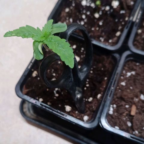 Unknown Mist #1 growlog timeline photo