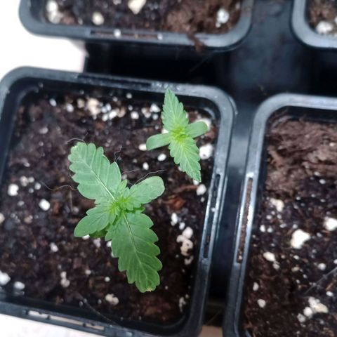 Royal Bluematic  growlog timeline photo