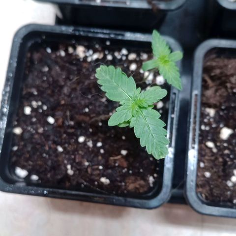Royal Bluematic  growlog timeline photo