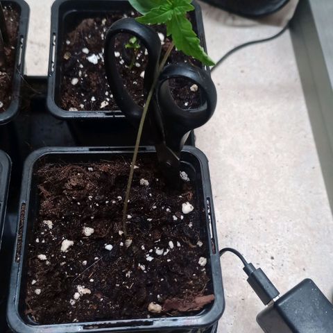 Unknown Mist #1 growlog timeline photo