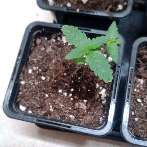 Royal Bluematic  growlog timeline photo