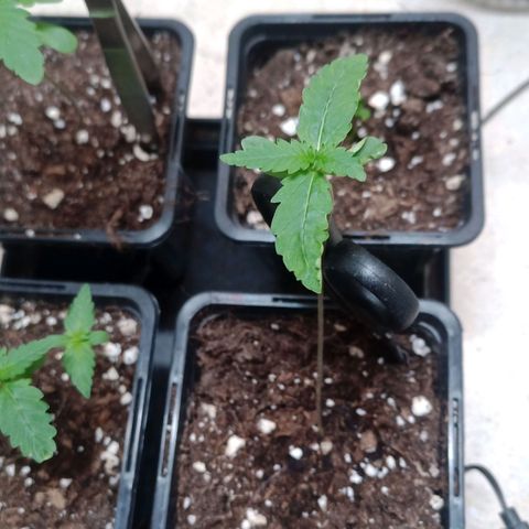 Unknown Mist #1 growlog timeline photo