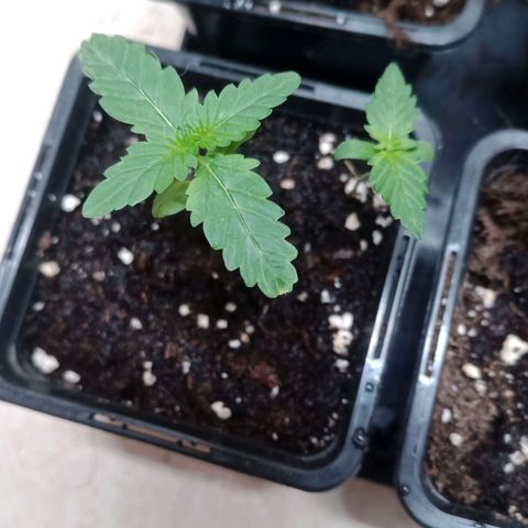 Royal Bluematic  growlog timeline photo