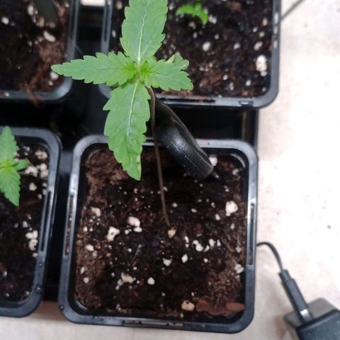 Unknown Mist #1 growlog timeline photo