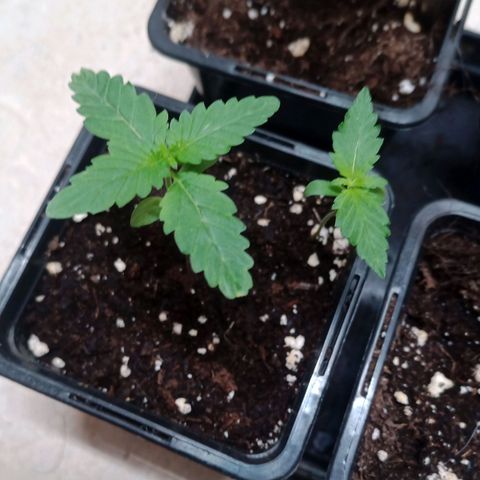 Royal Bluematic  growlog timeline photo