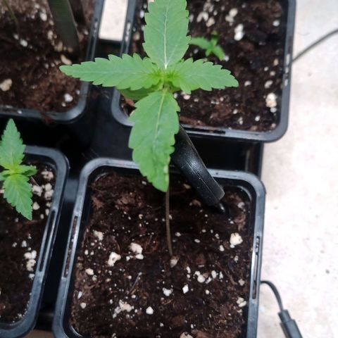 Unknown Mist #1 growlog timeline photo
