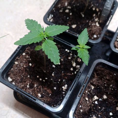 Royal Bluematic  growlog timeline photo
