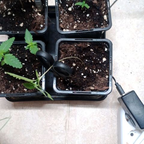 Unknown Mist #1 growlog timeline photo
