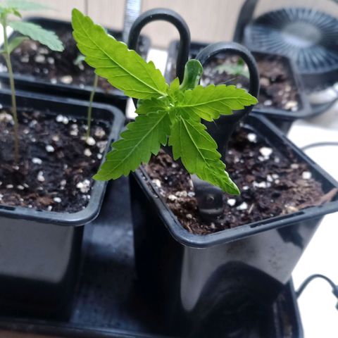 Unknown Mist #1 growlog timeline photo
