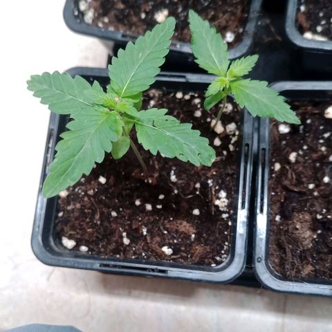 Royal Bluematic  growlog timeline photo
