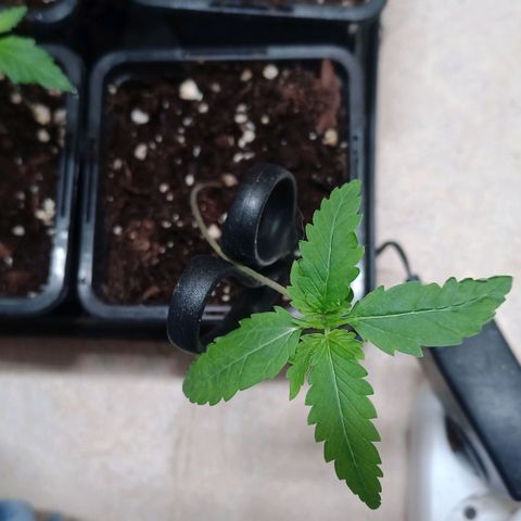 Unknown Mist #1 growlog timeline photo