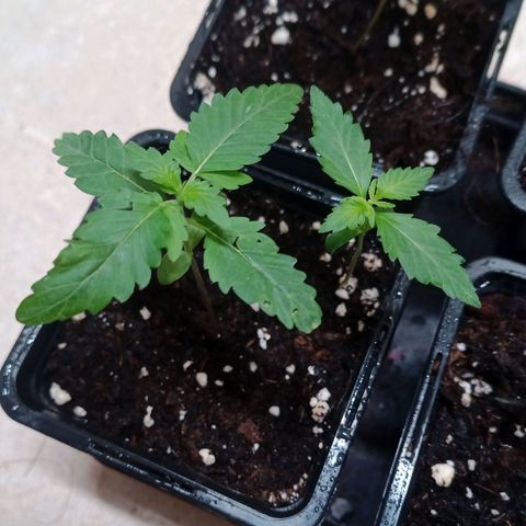 Royal Bluematic  growlog timeline photo