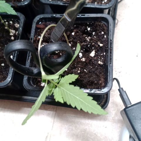 Unknown Mist #1 growlog timeline photo