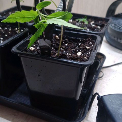 Unknown Mist #1 growlog timeline photo